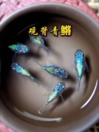 鱼缸里的碎钻!观背青鳉才是懒人养鱼天花板  谁懂啊!0℃结冰冻不死,35℃高温游得欢,这鱼简直是水族界“特种兵”。巴掌大玻璃罐就能安家,加热棒、氧气泵全不用,自来水晾一晾直接养,出差一周啃点水藻照样鲜活。  红橙渐变、星光闪烁,鳞片在光下像撒了碎钻,游动时活脱脱流动的油画。春天扔点水草,很快挂满晶莹鱼卵,3个月就从5条变一缸,轻松实现“小鱼自由”。看它们摇尾“打招呼”,一天的压力都没了!#观背青鳉#观赏鱼#新手养鱼#养鱼日记#冷水鱼@抖加🔥上热门🔥dou+🔥热点宝