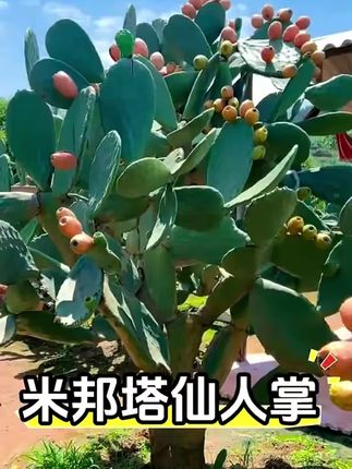 米帮塔无刺仙人掌种植叶片绿植盆栽老叶片观赏植物仙人掌科多肉#仙人掌 #仙人掌多肉植物 #无刺仙人掌