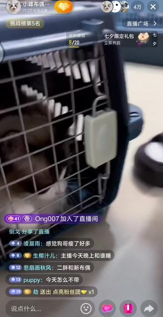 园区唯一真情侣 #小峰布偶猫 #直播切片#狗哥#黑眼圈
