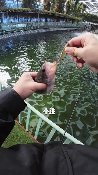 解锁下国内比较的冷门钓组shake head #路亚 #shakehead #鲈钓 #路亚新手 #钓鱼