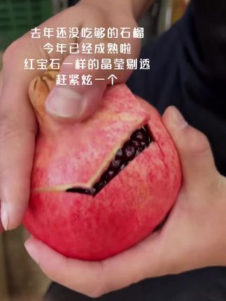 又想吃石榴了#新鲜采摘 #突尼斯软籽石榴 #快来一起尝个鲜