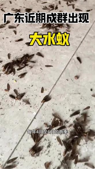 大家提前做好准备大家提前做好准备,大水蚁是白蚁,是白蚁群体中负责繁殖的有翅成虫,并非普通蚂蚁。因其常在下雨前闷热的傍晚大量出现,故得此俗称。每年4月至6月的雨季是其活跃高峰期。#蜱虫 #甲虫 #广东自然灾害 #虫子 #昆虫