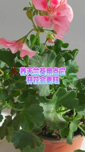 天竺葵开花秘籍!用它立马旺!