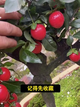 记住这个口诀,你就是养弹高手#老桩盆景 #农业种植 #园艺 #金弹子