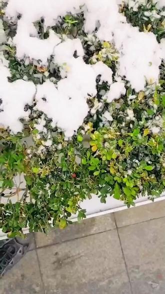 49.9啃蹄髈,刘家猪蹄大王!什么?49块9在刘家猪蹄大王啃1.5斤大蹄髈了?是真的!武汉汉口总店的刘家蹄髈,一个足足1.5斤重,现在6.3折只要49.9,这性价比真是合适到家了!炖得软糯入味的大蹄髈,肉香十足,吃起来那叫一个过瘾。位置就在山海关路9号六合小区一楼103,不用预约直接打包带走,刷到赶紧先囤,手慢无!##卤猪蹄#同城美食推荐#跟着烟火榜吃就对了#万物皆可种草搜#舌尖上的味道