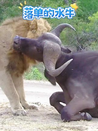 #水牛#动物#雄狮