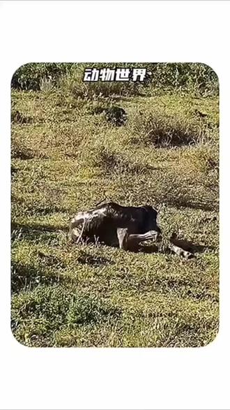 #瓜子二手车 #角马 角马妈妈难产了