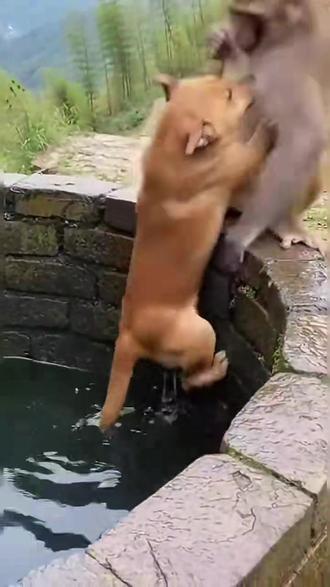 猴子救落水狗