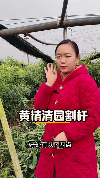 黄精清园割杆好处你get到了吗 #黄精种植 #黄精清园 #中药材 @抖音媒体内容优推官