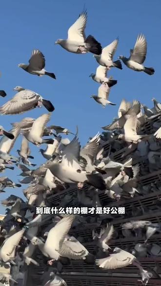 为什么我们要选择天南铜都呢?鸽友们你是为什么会选择天南铜都的?如今服务才是公棚的竞争力……不知道我说的对不对! #图文花式贺新春 #萌宠过大年 #赛鸽爱好者给个热门 #赛鸽公棚 @天南铜都赛鸽中心 罗娅文 @天南铜都赛鸽中心春棚