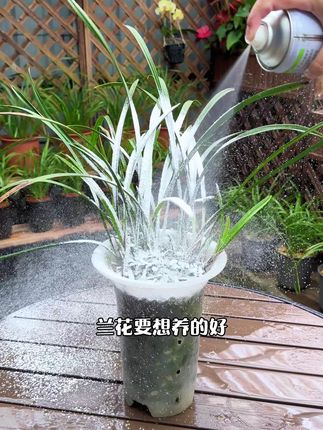 兰花要想养得好,这五种叶片问题一定要认得#兰花 #养花小知识 #爱生活爱养花