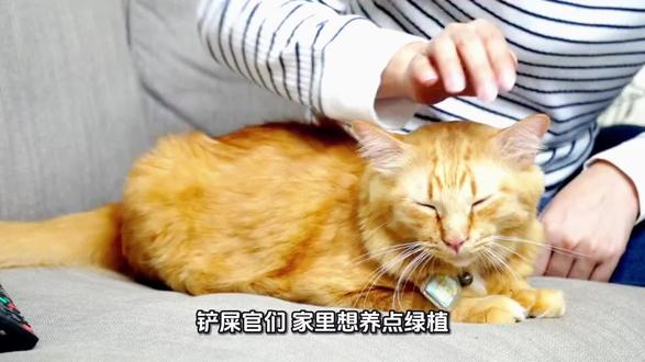 养猫不能养那些植物##抖音农学院 #植物对猫的毒性 性