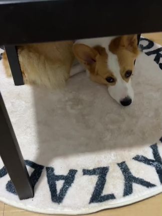 随着天气转冷,给爱犬搭个既暖和又漂亮的小窝吧,四季都适用,天冷了,给狗狗做个既暖和又漂亮的窝,四季还方便都适用,还方便清洗,让它们睡清洗,得更舒服。#宠物好物 #狗狗 #可爱宠物用品 #狗狗小窝