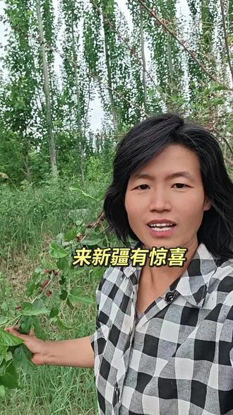 在新疆的生活 新疆的桑葚熟了#库尔勒