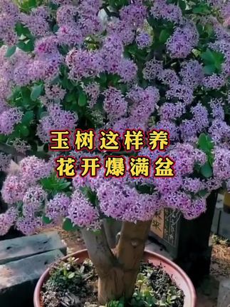 #三农#种花#养花#种植小技巧