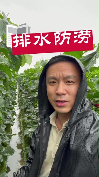 #防治病害解答农友种植难题 #解答农友种植技术问题 #农业种菜知识分享 种植排水系统要做好