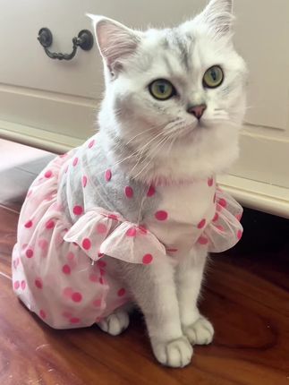 谁家小猫还没穿漂亮网纱公主裙!透气防掉毛,谁穿谁好看,猫狗都可以#猫咪衣服 #我的毛孩子 #宠物衣服 #猫咪 #铲屎官的乐趣