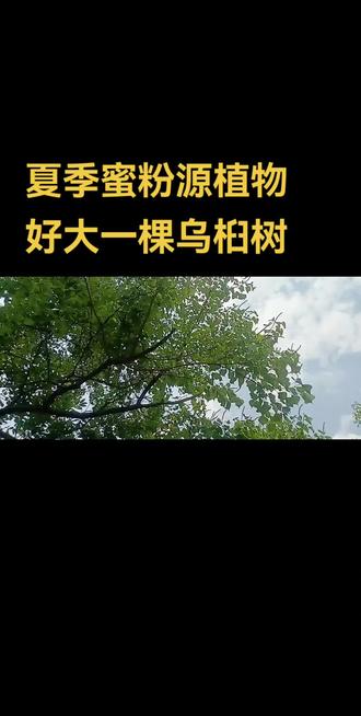 #乌桕树 #乌桕蜜 #乌桕蜜的功效和营养价值