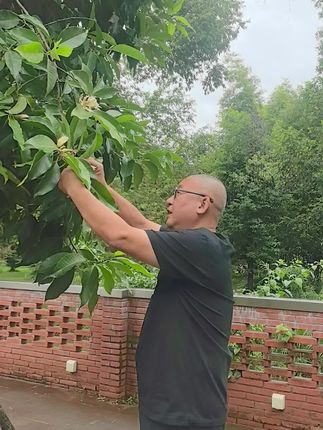天下最香的花,张是黄桷兰!