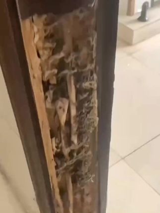 家里出现这种情况就是有白蚁入侵了,如果不及时处理,会蛀空整个房子!快试试这个专业的杀白蚁药,只需要把它喷在白蚁经常出没的地方,就能轻松消灭它们。点击左下角查看详情吧!#好物推荐🔥 #白蚁防治 #白蚁杀虫剂