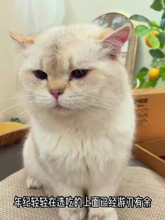 趁现在有活动给咱家猫猫尝尝呀#多特思