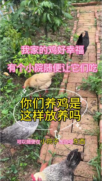 养鸡养到小院随便开放给鸡吃草,鸡们都很开心啊!有这样小院子真的很适合养鸡#养鸡趣事 #投喂鸡 #养鸡趣事多 #护鸡 #养鸡后续