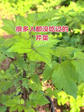 #新农人计划 #植物科普 #农业种植 #三农种植 #助力三农 云南野生红毛芹种苗