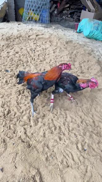 非常OK的一个啾啾,第一次校,功夫打腿都非常在线,实力玩家的来#斗鸡爱好者 #农村生活 #乡村守护人 #斗鸡文化