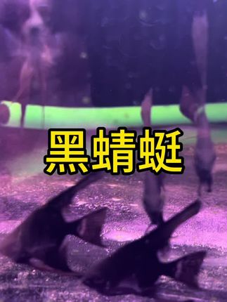 #养鱼 #燕鱼 #神仙燕鱼 #黑蜻蜓 #新疆鱼乐圈