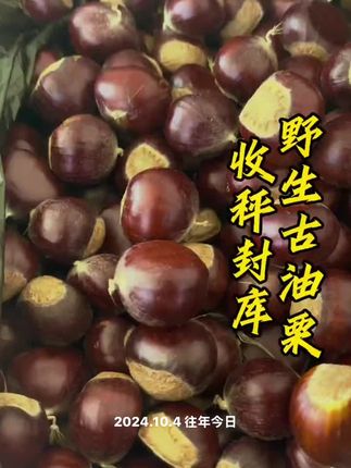 这才是秋天该有的样子#大自然的馈赠 #大山里的原生态 #野生古油栗#板栗#零农残