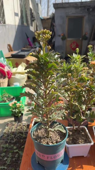 #奇异橙长寿花 持续火了一年多从25年火到26年的品种奇艺橙,想养的杆子粗壮高棵型就养奇艺橙#长寿花 #晒晒你拍的花 #花卉绿植 #绿植