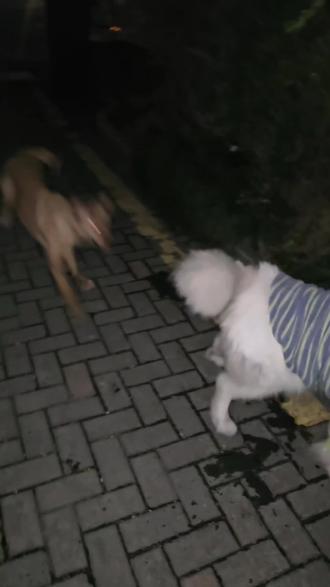 怎么带狗回家过年?! 安全第一!慢一点,稳一点,多进服务区,多准备湿纸巾!#萨摩耶 #萌宠 #回家过年#是狗狗也是家人