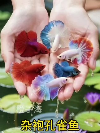 灵动孔雀鱼,点亮鱼缸水世界 孔雀鱼尾鳍如孔雀开屏般绚烂,游动时似水中绽放的活体花束!精选孔雀鱼,红尾蓝礼服、马赛克白子、蕾丝双剑……每一款都是渔场精心培育的精品。   它适应力强,新手也能轻松养活。雄鱼尾鳍舒展如纱,雌鱼腹部圆润,买回去不久就能收获小鱼苗,体验繁殖乐趣。   放在客厅鱼缸里,群游时流光溢彩,比灯光更鲜活;办公室摆一缸,看它们灵动穿梭,解压又治愈。   让这些水中精灵,为你带来一整年的视觉惊喜~