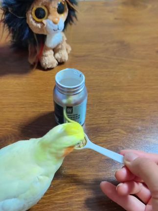 这个驱虫用法太简单了,直接拌在鸟粮里,小养鸟不驱虫,等于在养虫#鹦鹉 #鹦鹉鹦鹉萌萌哒逗鹦鹉 #鹦鹉驱虫 #鹦鹉体内驱虫 #鹦鹉好物分享