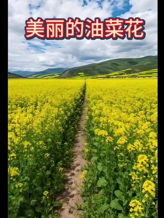 三年级下册第一单元作文#我的植物朋友 #美丽的油菜花 #家长收藏孩子受益 #每天学习一点点 #每天进步一点点