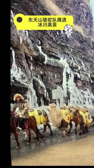 东天山骆驼队,这是一支流动的文化使者队伍,驼队以最原始的方式重走古道,旨在用脚步丈量历史,用骆铃唤醒沉唾的丝绸之路记忆,弘扬坚韧合作的“丝路精神",是一场盛大的文化远征。