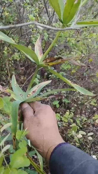 读音:huáng jīng
别名:鸡头黄精、鸡头根、黄鸡菜、老虎姜、仙人余粮、气精
英文名:Polygonati Rhizoma
类别:中药材
黄精是传统补益类中药,主要功效为补气养阴、健脾、润肺、益肾
#黄精
#上热搜
#大自然的馈赠
@悠然