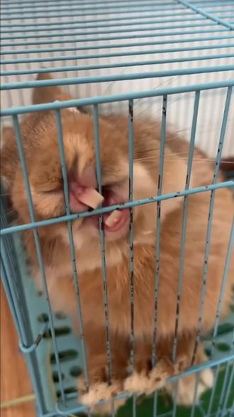 提草球,内置小铃铛,兔兔喜欢的不得了#兔子 #小兔子#小兔兔🐰 #萌宠出道计划#养兔子#兔笼 #宠物出道计划