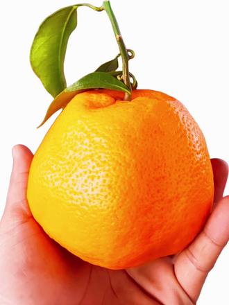 吃完耙耙柑后,这几种东西千万别吃……#真实生活分享计划 #水果 #美食小技巧 #冷知识科普 #生活小技巧学会你就捡到宝了