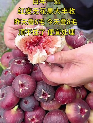 家人们,这个红皮无花果吃过吗?口感细腻可口,太好吃了😋#红皮无花果 #优质农产品 #新鲜采摘 #优质水果