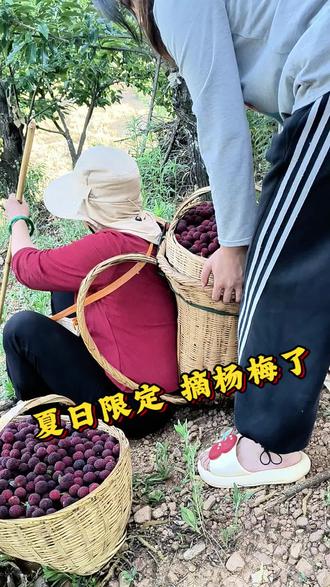 枝头红果,是夏天最好的馈赠#真实生活分享计划#农村生活 #摘杨梅 @抖音作者助手