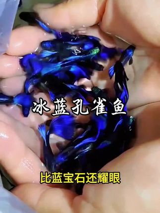 这可不是普通的观赏鱼,而是比蓝宝石还漂亮、比丝绸还光滑的冰蓝孔雀鱼!#孔雀鱼 #观赏鱼 #养鱼日记 #鱼缸里的大自然