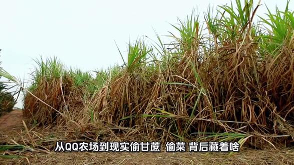 QQ农场回归,你还会去偷菜吗?#QQ农场 #偷菜 #偷甘蔗 #童年 #童年游戏