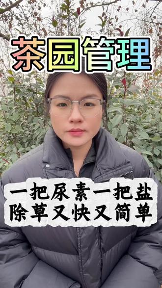 一把尿素一把盐,除草又快又简单#茶叶 #茶树 #茶园 #涨知识 #科普