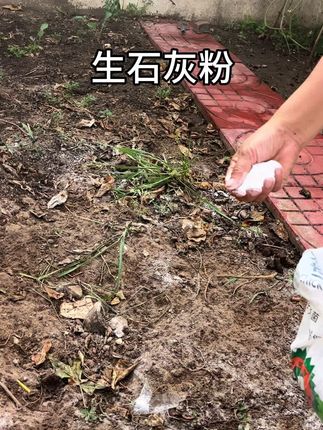 生石灰粉 #原创视频 #三农 #在家种菜 #种植小技巧 #新农人计划