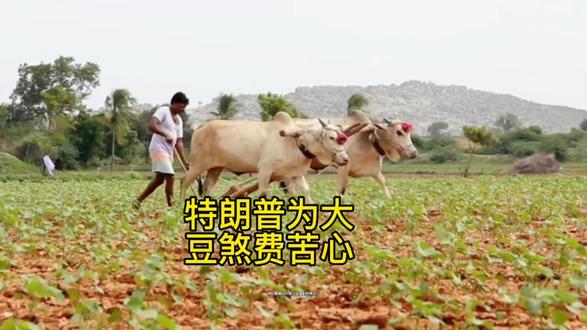 特朗普为大豆煞费苦心#国际局势#时事热点#美国大豆#特朗普@DOU+小助手 @央视军事