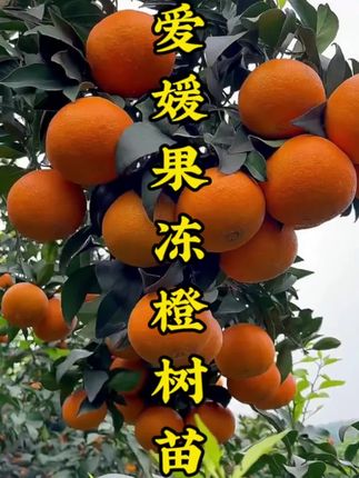 爱媛果冻橙树苗! 四川爱媛38号果冻橙嫁接苗,种下就等丰收!基地现挖现发。 正宗四川培育,嫁接苗成活率高、挂果早,早熟柑桔品种省心养。果皮薄易剥,果肉像果冻般爆汁,甜嫩无渣,自家吃、送亲友都合适。 不管是庭院小地还是阳台盆栽,轻松栽种,当年培育次年有望试果,想吃新鲜的果冻橙,朋友们选它准没错!#爱媛果冻橙 #优质果树苗#果冻橙树苗 #爱媛果冻橙 #果冻橙树苗