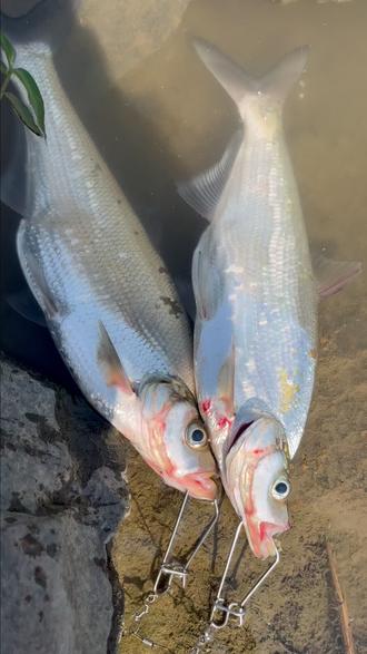 换个熊王DC玩玩,声音确实比安德鲁好听,刹车力度也没那么重。开光成功!#路亚野钓 #钓鱼 #熊王尤里dc #吉渔x20 #轻舞虫