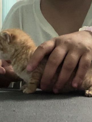 #奶猫成长记