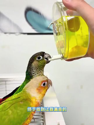 【奇妙妙】鸟用水壶自动饮水器圆形水盆鹦鹉撞针自动喂水器防漏水#万能的抖音 #漂亮的夜景